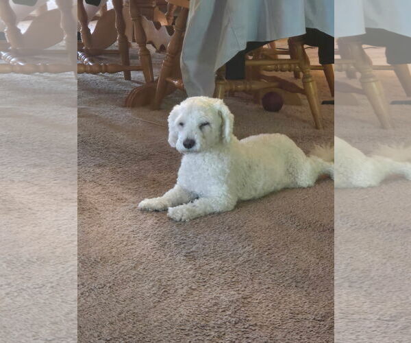 Medium Photo #1 Bichon Frise-Unknown Mix Puppy For Sale in Jackson, NJ, USA