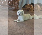 Small Bichon Frise Mix