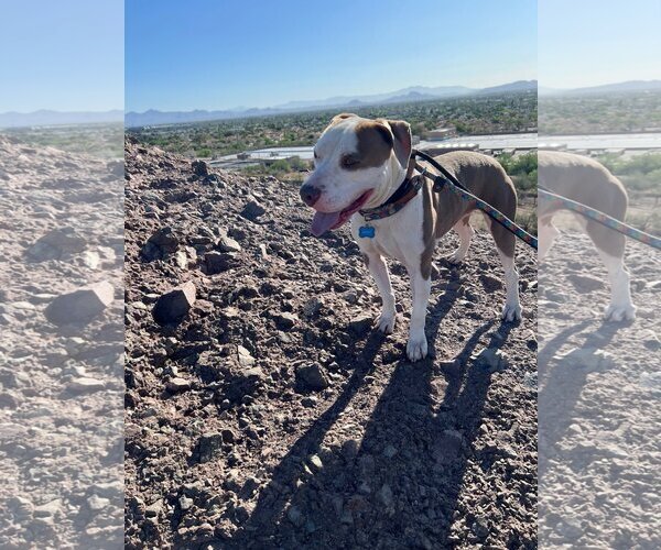 Medium Photo #4 American Pit Bull Terrier-Unknown Mix Puppy For Sale in phoenix, AZ, USA