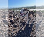 Small #3 American Pit Bull Terrier Mix