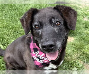 Aussiedor Dogs for adoption in Pueblo, CO, USA