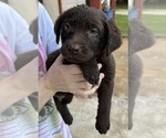 Small Photo #6 Labrador Retriever Puppy For Sale in CONOVER, NC, USA