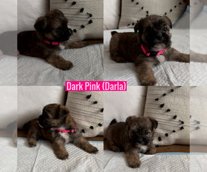 Shorkie Tzu Puppy for sale in EXETER, CA, USA