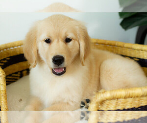 Golden Retriever Puppy for sale in MANTI, UT, USA