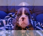 Small Photo #5 English Bulldog Puppy For Sale in BAYVILLE, NJ, USA