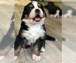 Small Photo #2 Bernese Mountain Dog Puppy For Sale in FLEMING ISLAND, FL, USA
