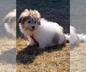 Havanese Puppy for sale in DUNDEE, IL, USA