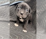 Puppy Puppy 4 American Bully-Cane Corso Mix