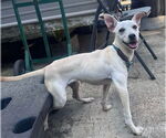 Small #2 Italian Greyhound Mix