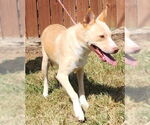 Small #3 Labrador Retriever-Red Heeler Mix