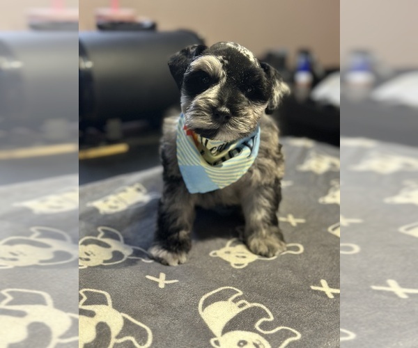 Medium Photo #4 Schnauzer (Miniature) Puppy For Sale in PORT LAVACA, TX, USA