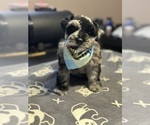 Small #2 Schnauzer (Miniature)