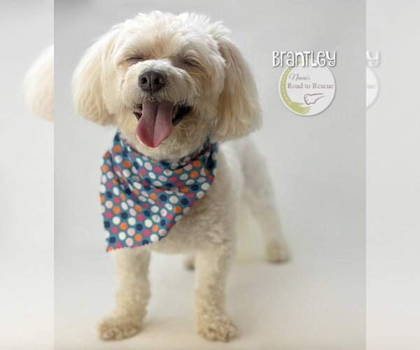 Medium Photo #2 Maltipoo (Miniature) Puppy For Sale in Benton, LA, USA