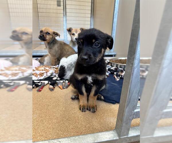 Medium Photo #1 Mutt Puppy For Sale in Frisco, CO, USA