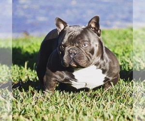 Father of the American Bully puppies born on 11/29/2021