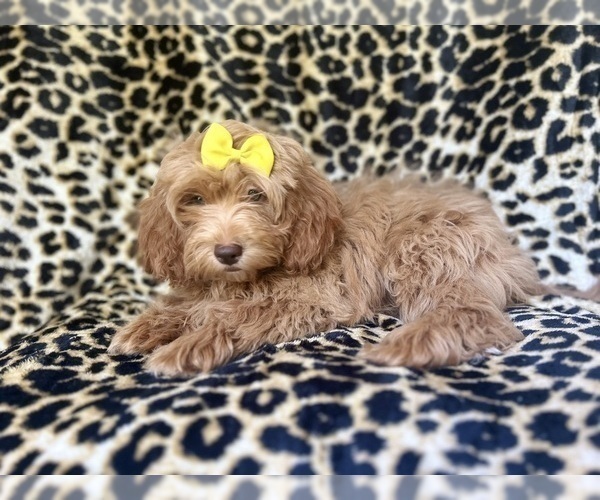 Medium Photo #5 ShihPoo Puppy For Sale in LAKELAND, FL, USA