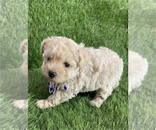 Medium Photo #23 Poodle (Toy) Puppy For Sale in FORT LAUDERDALE, FL, USA