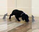 Puppy 6 German Shorthaired Pointer