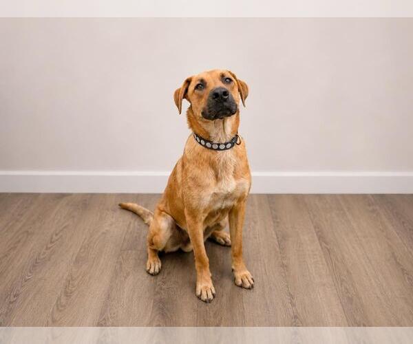 Medium Photo #2 Black Mouth Cur-Unknown Mix Puppy For Sale in Rockwall, TX, USA