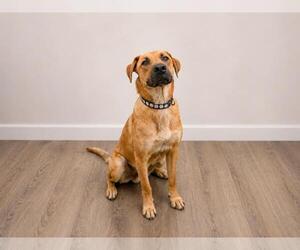 Tucker - Male Black Mouth Cur-Unknown Mix Dog for Adoption - Photo #2
