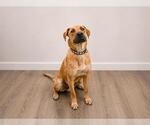 Small #1 Black Mouth Cur Mix