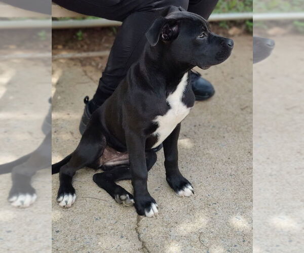 Medium Photo #5 American Staffordshire Terrier-Boxer Mix Puppy For Sale in Talladega, AL, USA