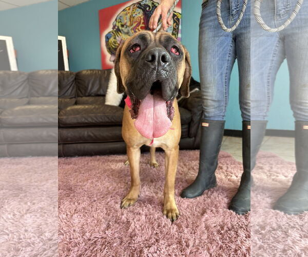 Medium Photo #2 Mutt Puppy For Sale in Goodyear, AZ, USA