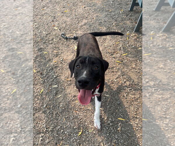 Medium Photo #16 Mutt Puppy For Sale in Elmsford, NY, USA