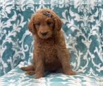 Small Photo #3 Goldendoodle (Miniature) Puppy For Sale in LAKELAND, FL, USA