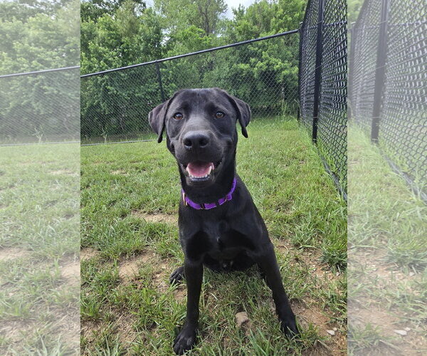 Medium Photo #2 Labrador Retriever Puppy For Sale in Bardstown, KY, USA