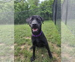 Small #1 Labrador Retriever