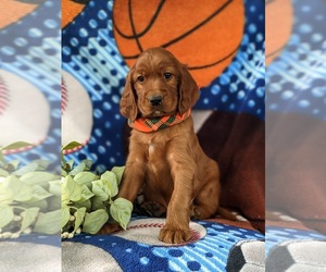 Irish Setter Puppy for sale in BIRD IN HAND, PA, USA