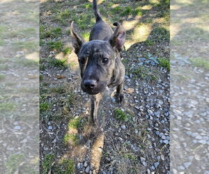 Rambo - Male Black Mouth Cur-Unknown Mix Dog for Adoption - Photo #3