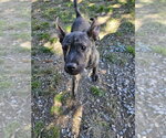 Small Photo #3 Black Mouth Cur-Unknown Mix Puppy For Sale in Tracy City, TN, USA