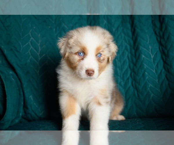 Medium Photo #3 Australian Shepherd Puppy For Sale in ROCKY MOUNT, VA, USA