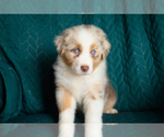 Small #2 Australian Shepherd