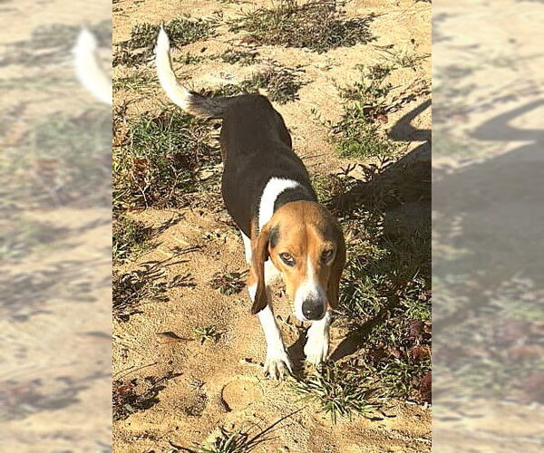 Medium Photo #3 Beagle Puppy For Sale in Dunnellon, FL, USA