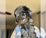 Puppy Snoop Dogg Goldendoodle