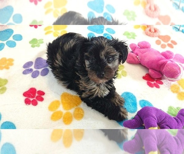Medium Photo #9 Yorkipoo Puppy For Sale in ORO VALLEY, AZ, USA