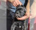 Small Photo #131 Cane Corso Puppy For Sale in COTTAGE GROVE, OR, USA