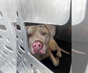 American Bulldog-Unknown Mix Dogs for adoption in San Antonio, TX, USA