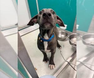 American Pit Bull Terrier-Unknown Mix Dogs for adoption in Oklahoma City, OK, USA