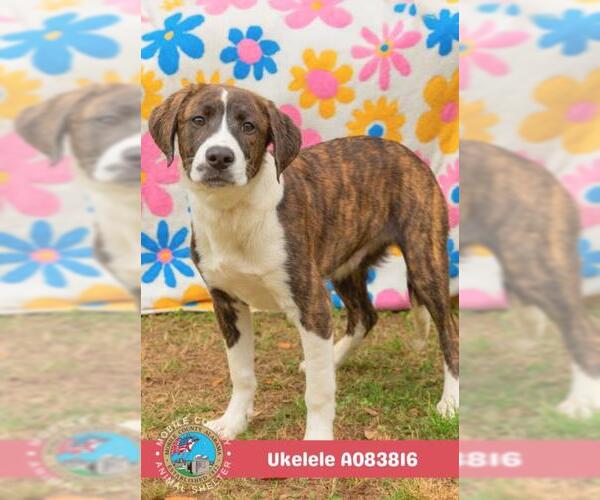 Medium Photo #2 Beagle-Unknown Mix Puppy For Sale in Mobile, AL, USA