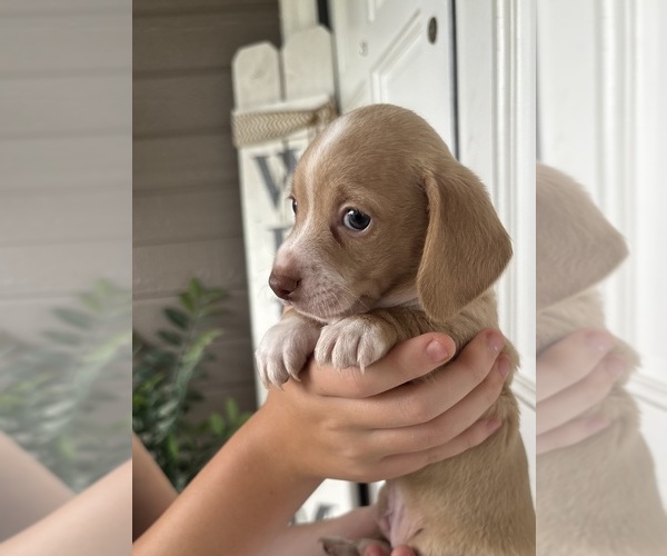Medium Photo #1 Dachshund Puppy For Sale in CORONA, CA, USA