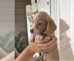 Puppy 4 Dachshund