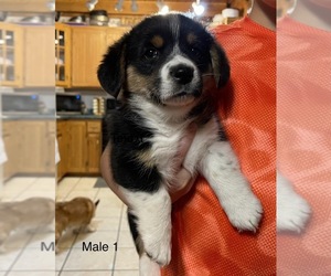 Welsh Cardigan Corgi Puppy for sale in CLINTON, MO, USA