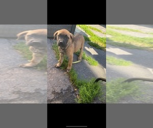 Mastiff Puppy for sale in BUFFALO, NY, USA