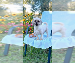Tyler - Male Shih Tzu Dog for Adoption - Photo #3