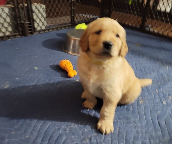 Medium Photo #17 Golden Retriever Puppy For Sale in ROCKFORD, MI, USA