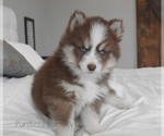 Small #5 Pomsky